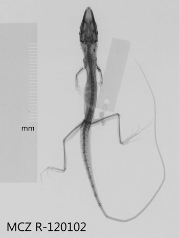 Media type: image;   Herpetology R-120102 Aspect: dorsoventral x-ray